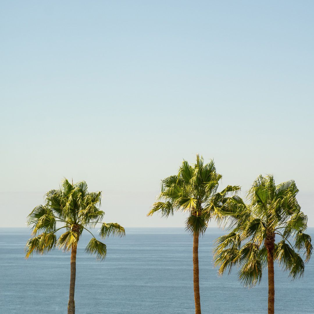 Beachfront palm trees