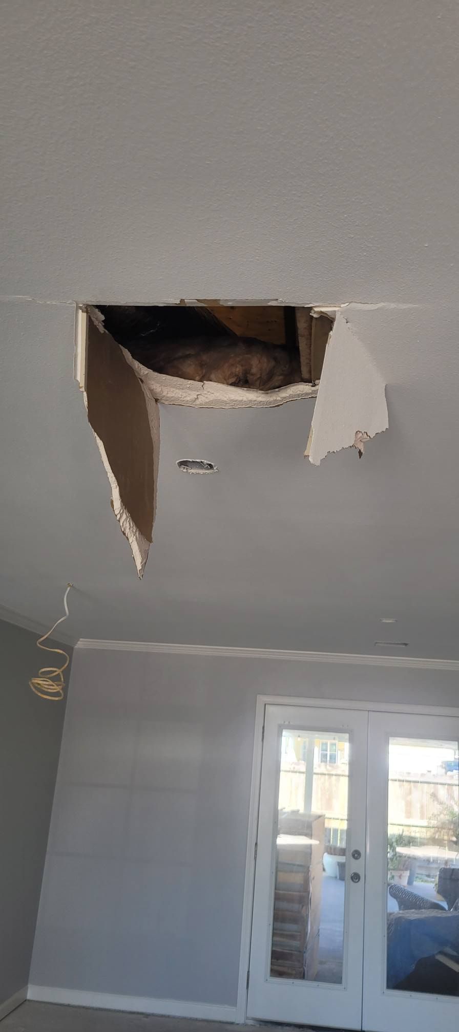 A cat peeks out of a hole in a white ceiling. The hole exposes the inside of the ceiling and the drywall is torn.