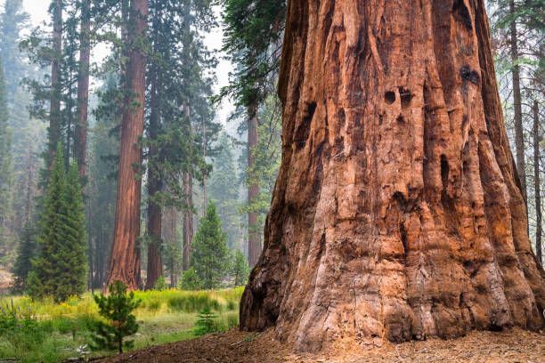 Giant redwood tree in forest with others in background.