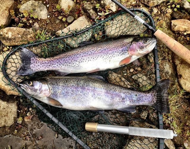 Two rainbow trout in a fishing net, rod handle visible, on a rocky bank.