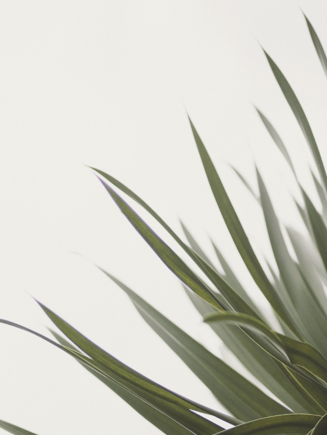 MASA PURE MINIMALIST HOTEL COLLEZZIONE