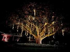 Large illuminated tree glowing with golden lights at night, with a lit bridge in the background