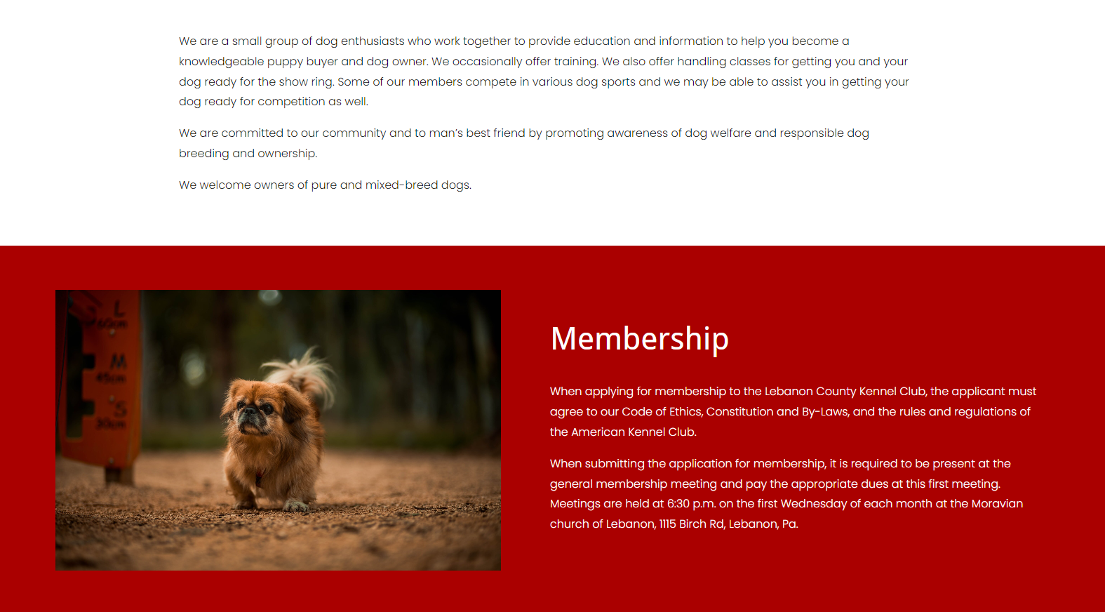 A small brown dog in front of a red background with the word