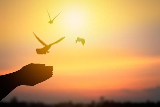 Silhouette of a hand releasing birds at sunset over a glowing sky