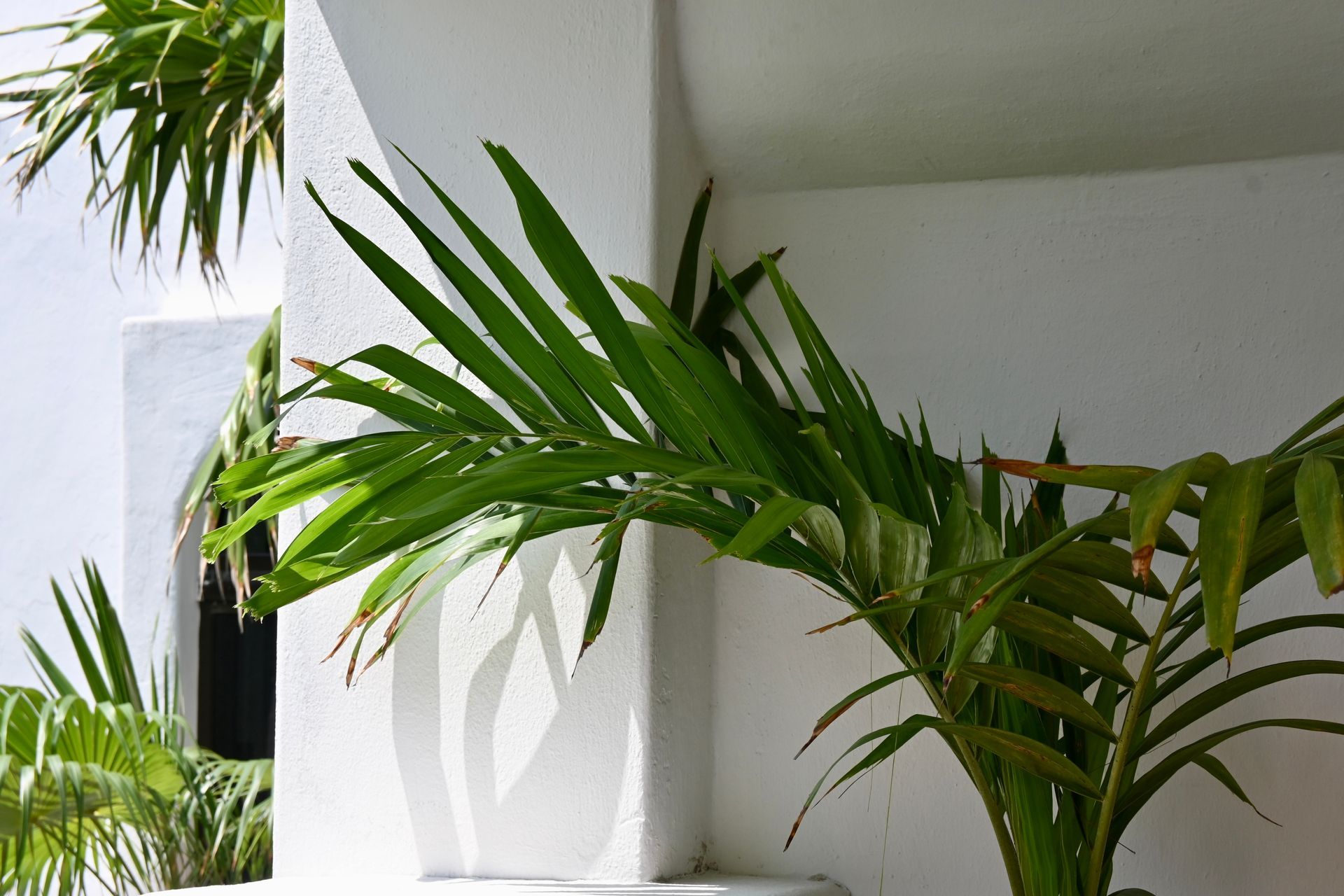 Una palmera está contra una pared blanca.