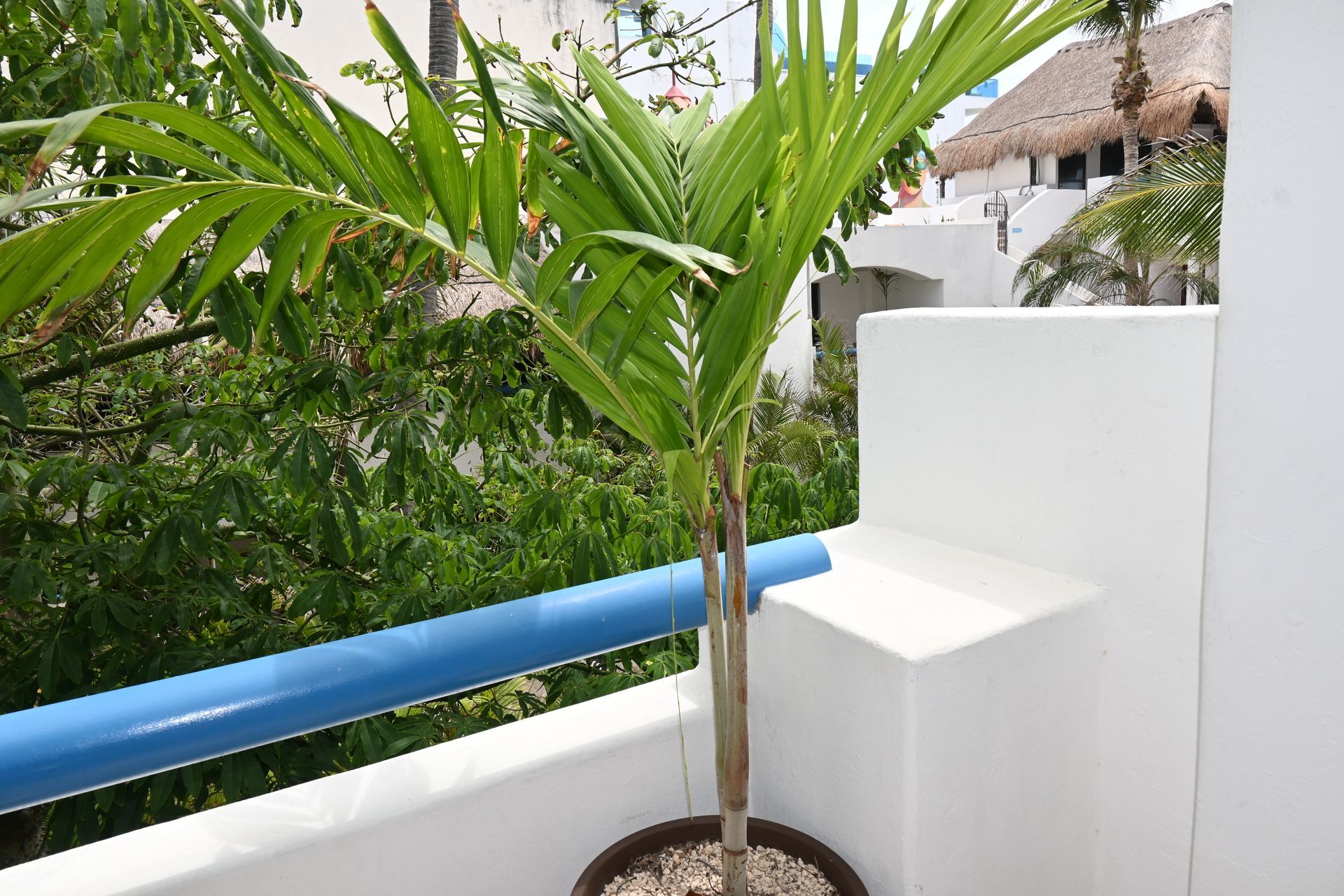 Una planta en maceta está sentada en un balcón al lado de una barandilla azul.