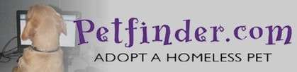 Dog looking at a computer screen with the Petfinder logo and 