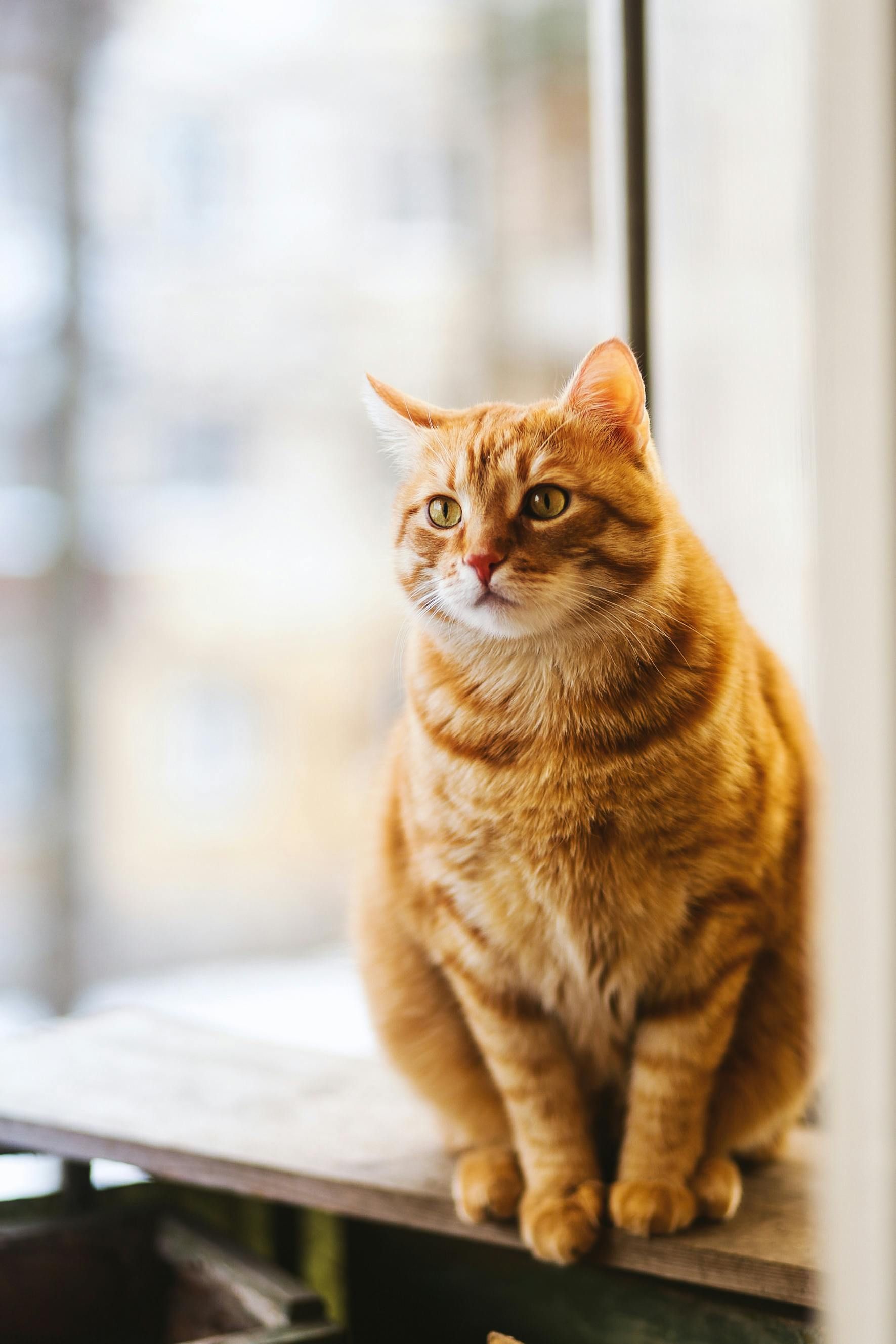 Orange tabby cat sitting on a windowsill, looking out.