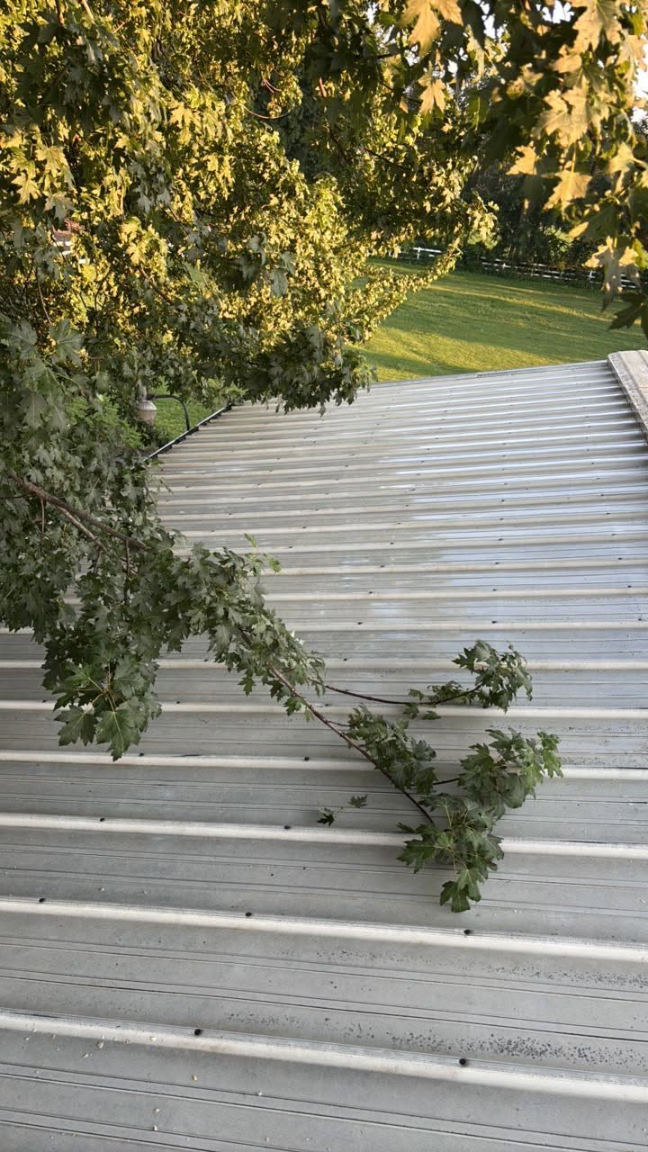 Tree branches over a white corrugated metal roof with green grass in the background