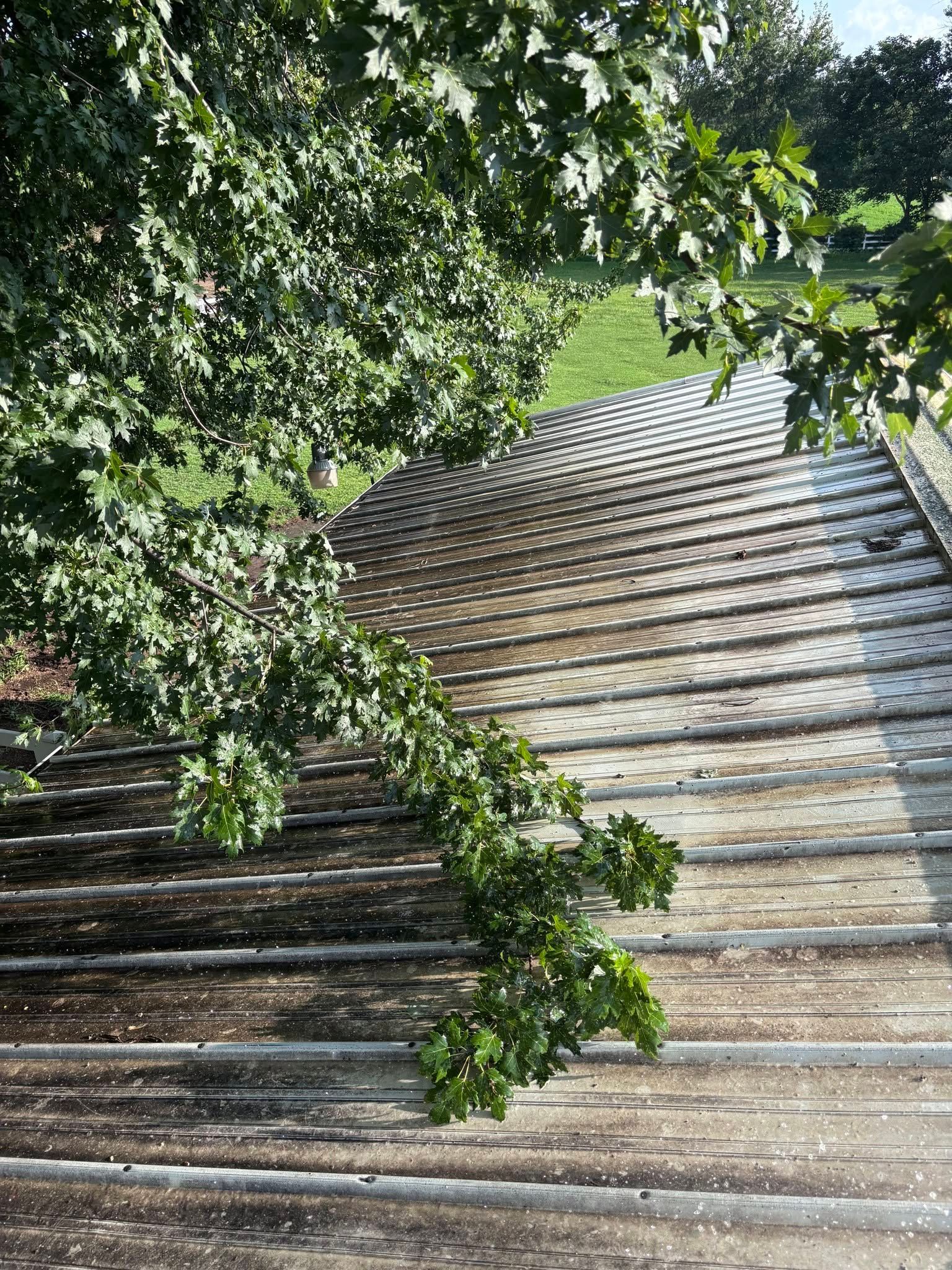 Tree branches overhang a sunlit slanted shingled roof with green grass in the background