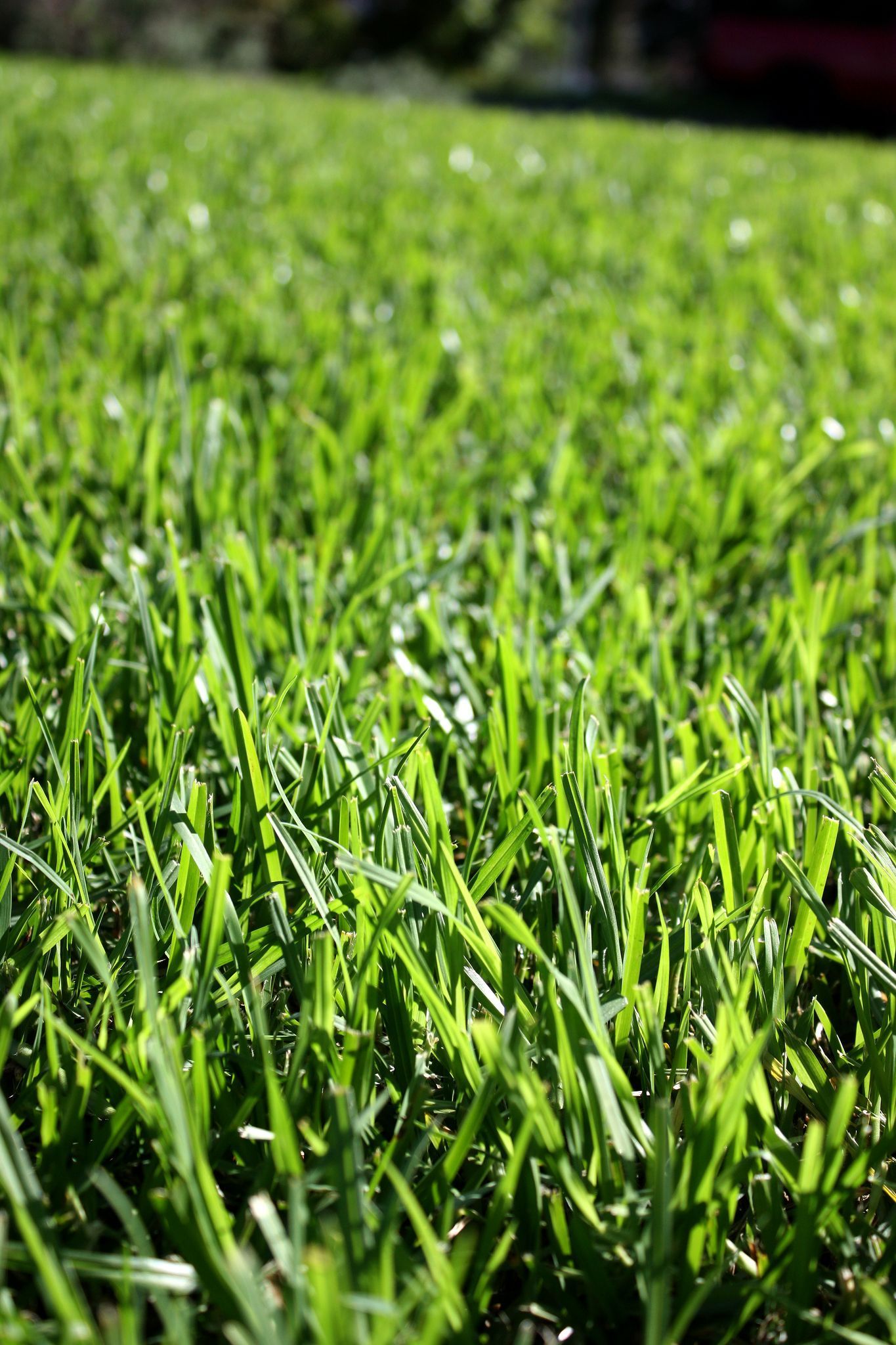 Kikuyu Grass — Sydney NSW — Aussie Turf & Soil