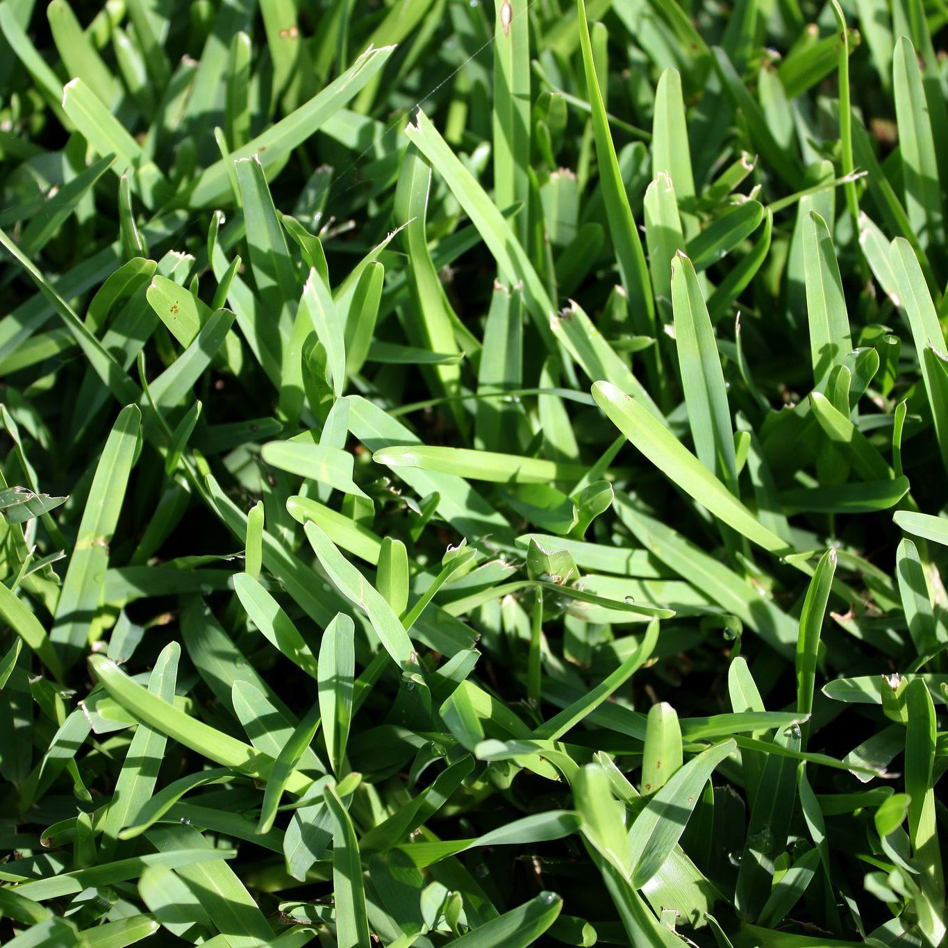 Grass — Sydney NSW — Aussie Turf & Soil