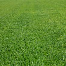 Lawn — Sydney NSW — Aussie Turf & Soil