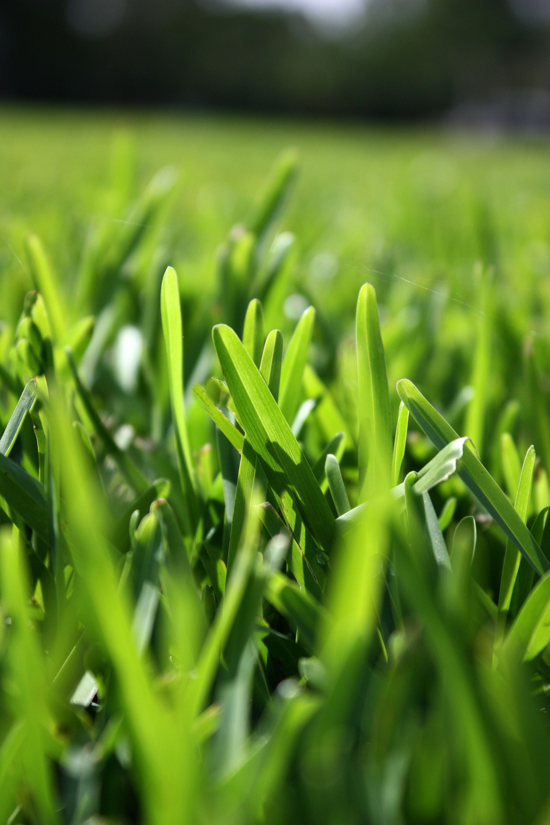 Matilda Grass — Sydney NSW — Aussie Turf & Soil