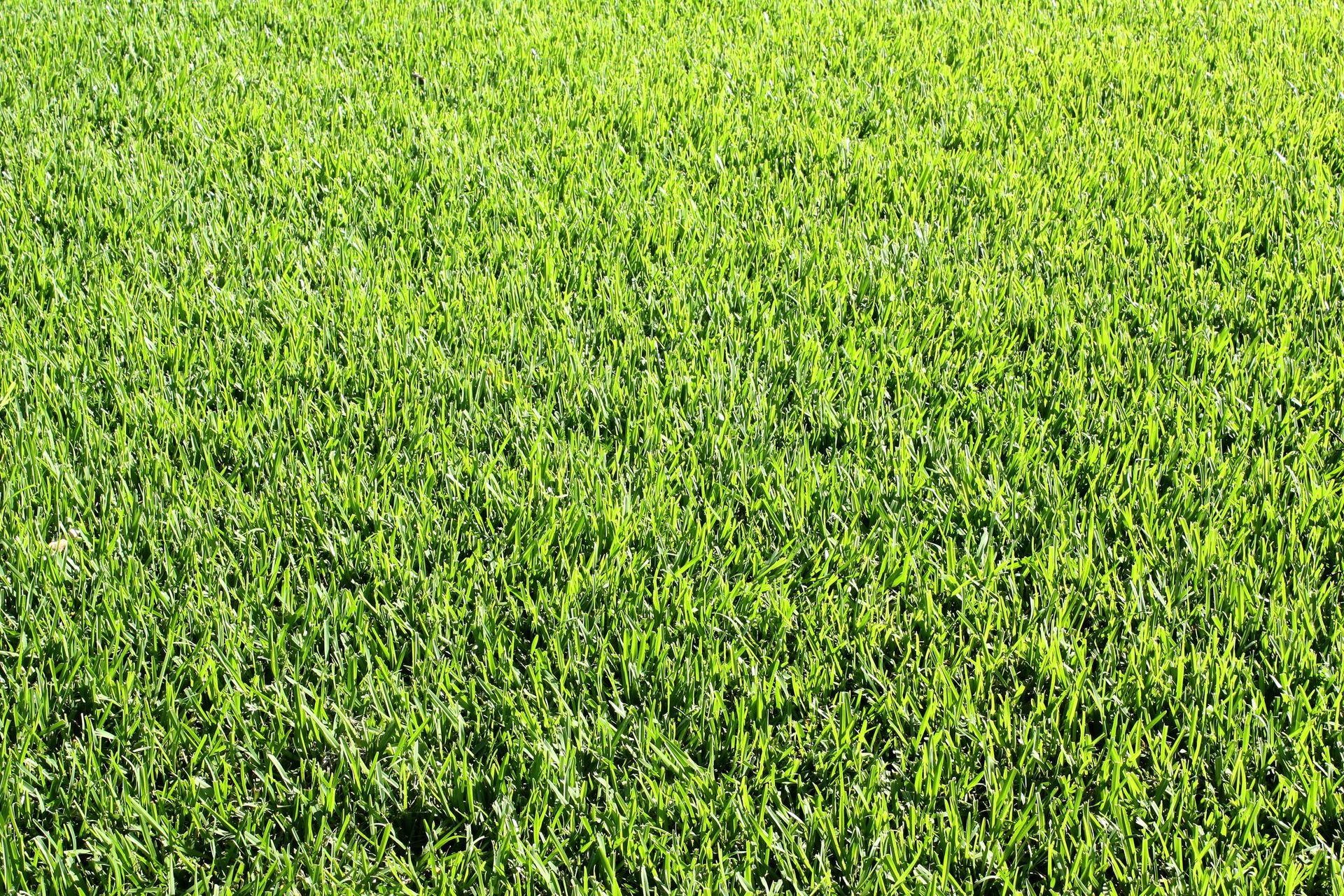 Couch Grass — Sydney NSW — Aussie Turf & Soil