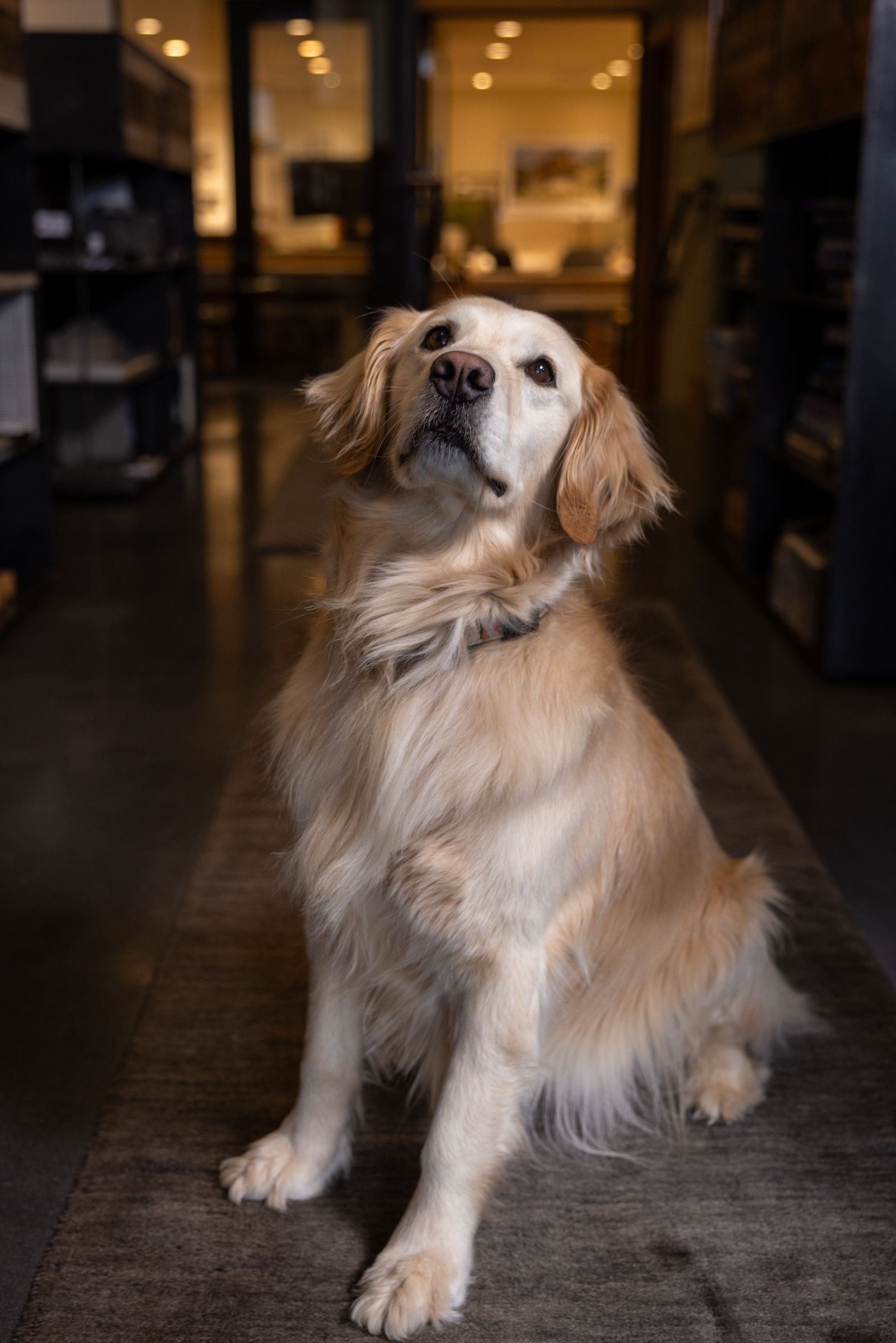 A dog is sitting on the floor in a hallway looking up at the camera.