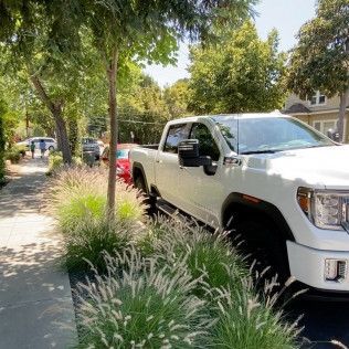 White pickup truck parked along a tree-lined sidewalk beside tall ornamental grasses.