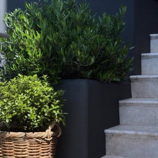 Potted green shrubs beside white stone steps against a dark wall