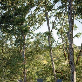Tall trees with dense green foliage in a wooded forest area