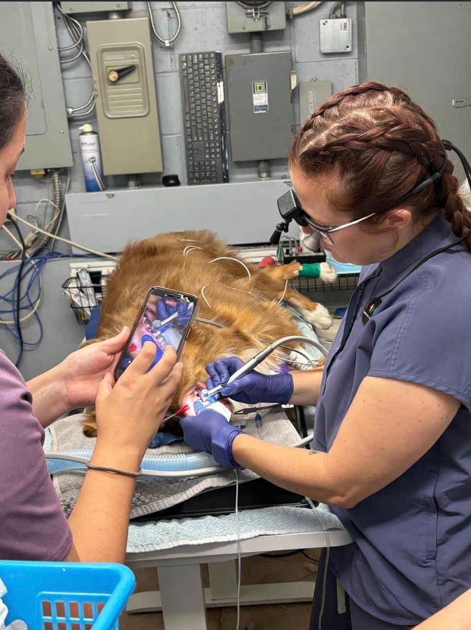 Two women wearing face masks are holding a dog.