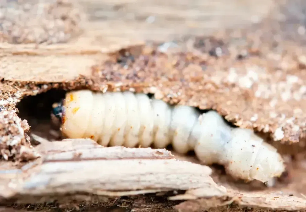 White grub larva in a crevice of decaying wood