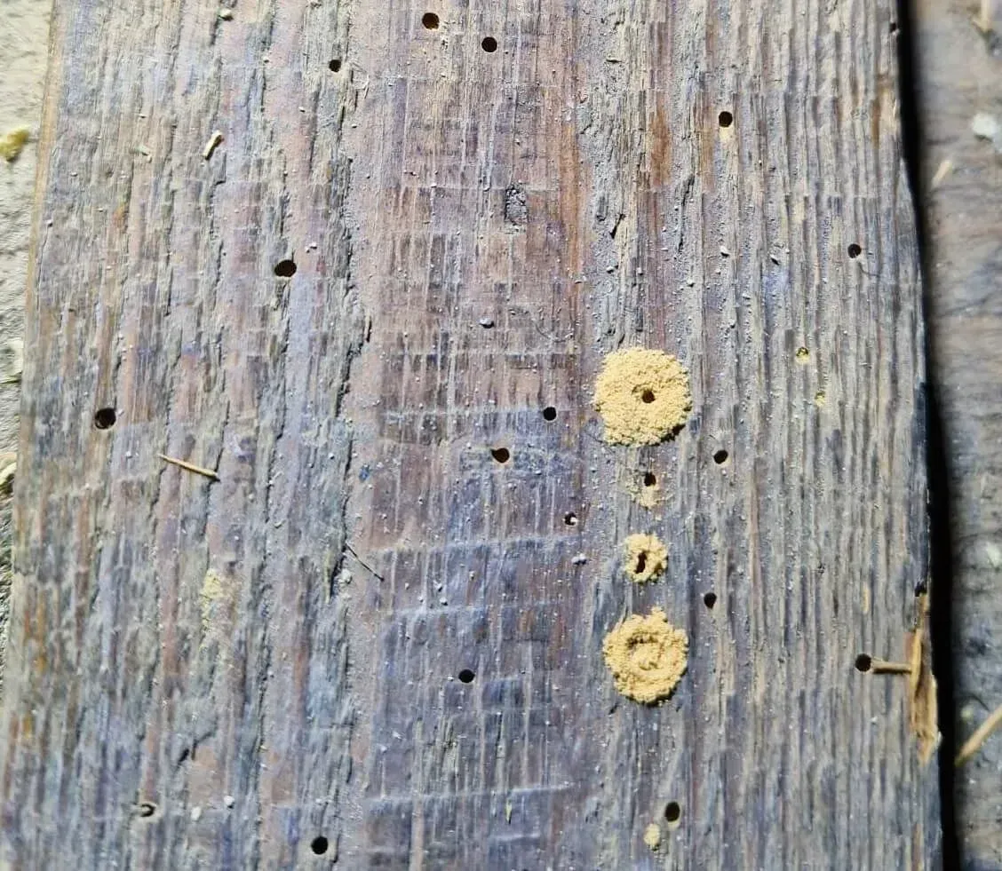 Weathered wooden planks with three small yellowish spots or fungi in a vertical line
