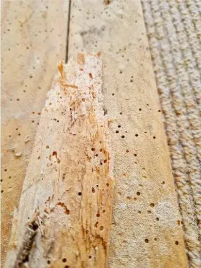 Close-up of a weathered, pale wooden surface with many small holes and peeling bark-like texture