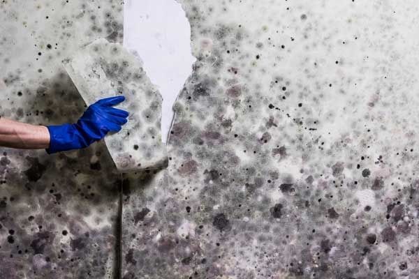 Blue-gloved hand holding a white sponge against a mold-speckled wall