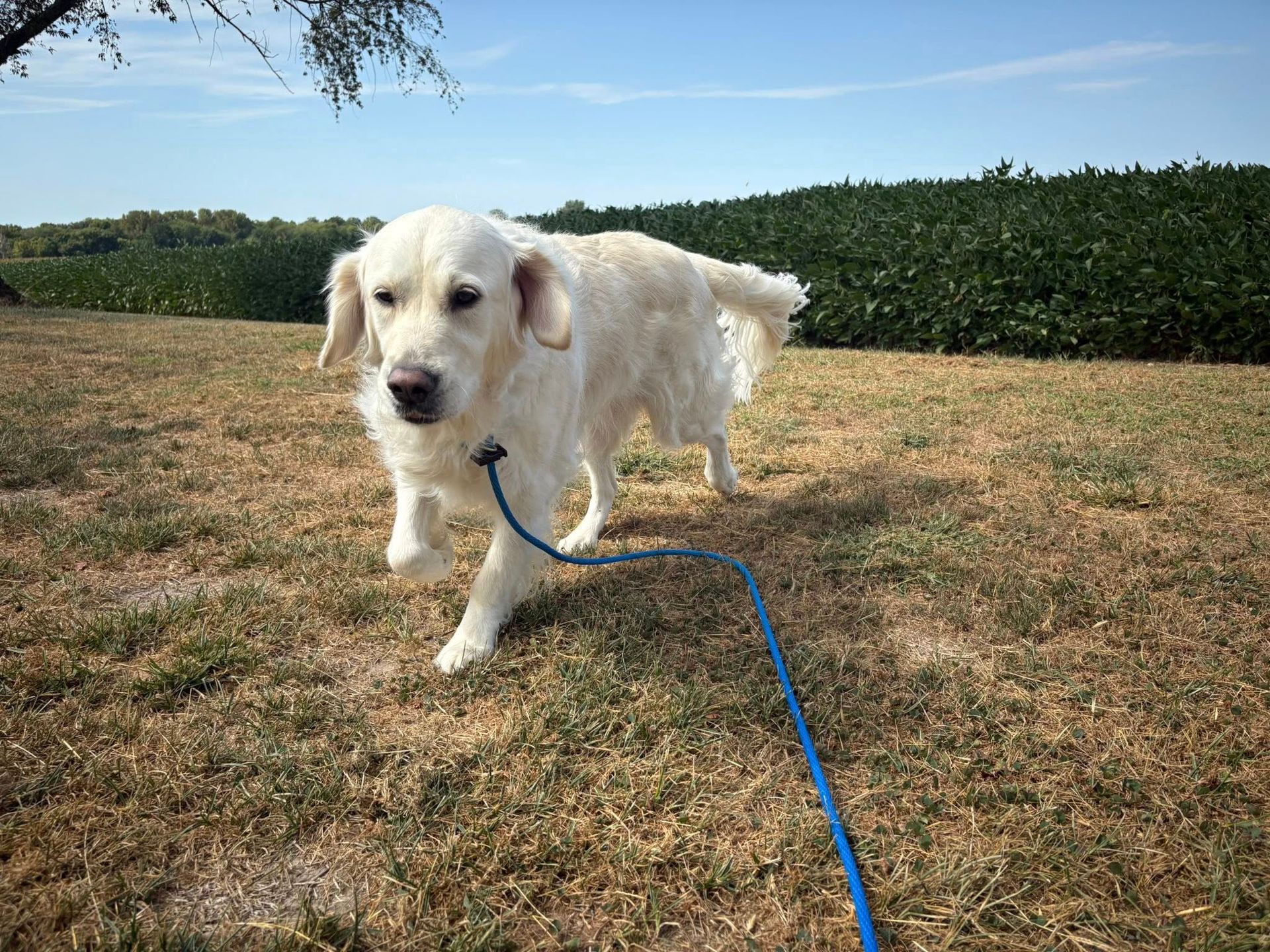 Golden retriever on a leash walking in a field with a blue sky and green plants in the background.