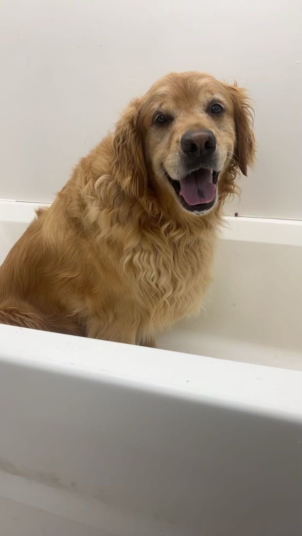 Golden Retriever sitting in a white bathtub, wet fur, smiling with mouth open.