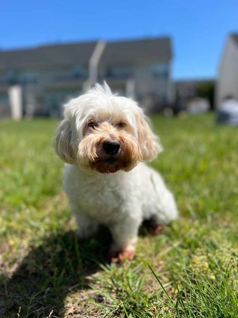 A small white dog is sitting in the grass in front of a house.