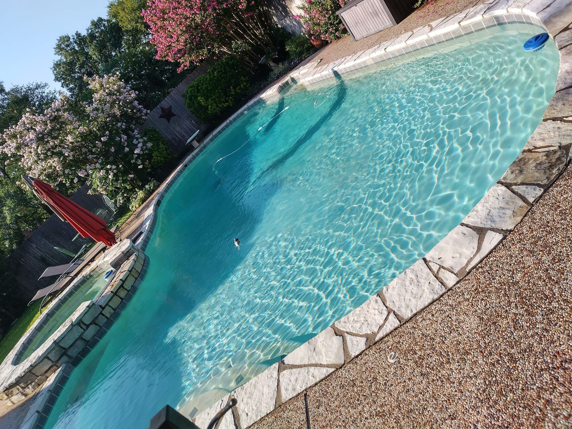 Curved backyard swimming pool with clear blue water, stone edge, and surrounding patio greenery