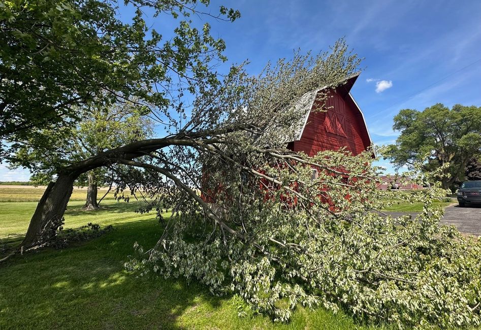Bent tree over green grass beside a red barn under a blue sky