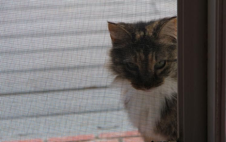 Cat Peering Through a Screen Door — Midges No More in Taree, NSW