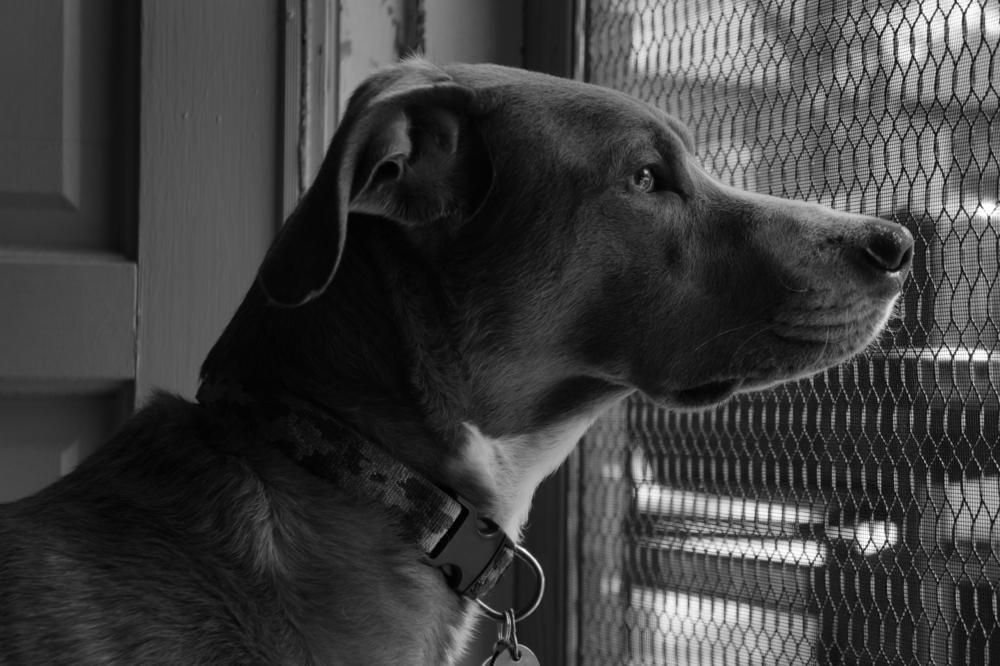 A Dog Starring out the Screen Door — Midges No More in Taree, NSW
