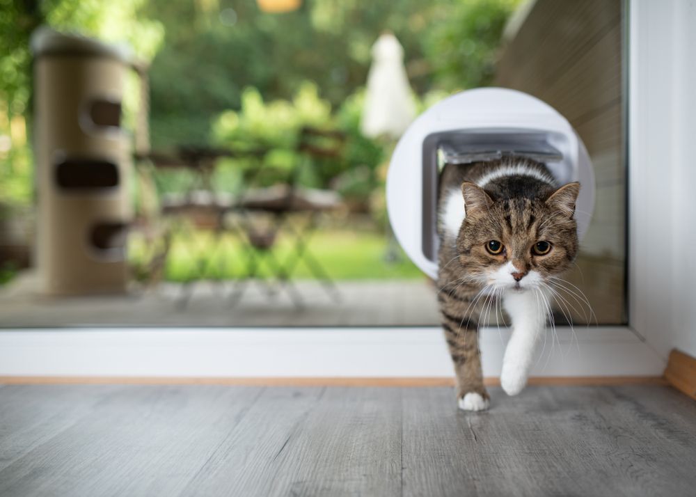 Boxer Canine Looks Through Screen Door — Midges No More in Taree, NSW