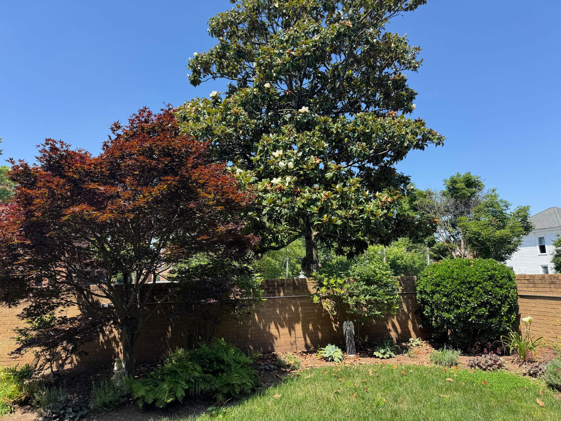Trees with various foliage colors and textures against a blue sky, in front of a brick retaining wall and lawn.