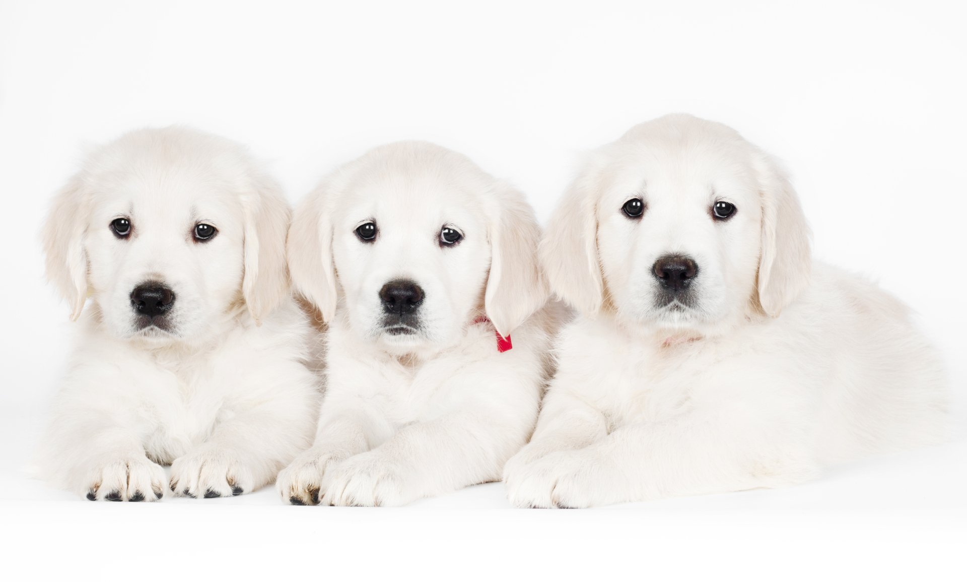 Our Gallery | Ferron, UT | Cedar Mountain Retrievers