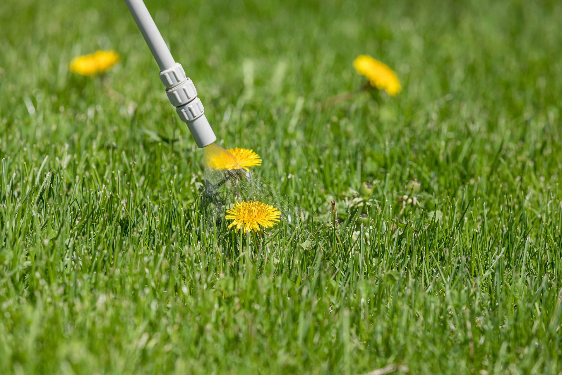 A person is using a tool to remove dandelions from a lawn