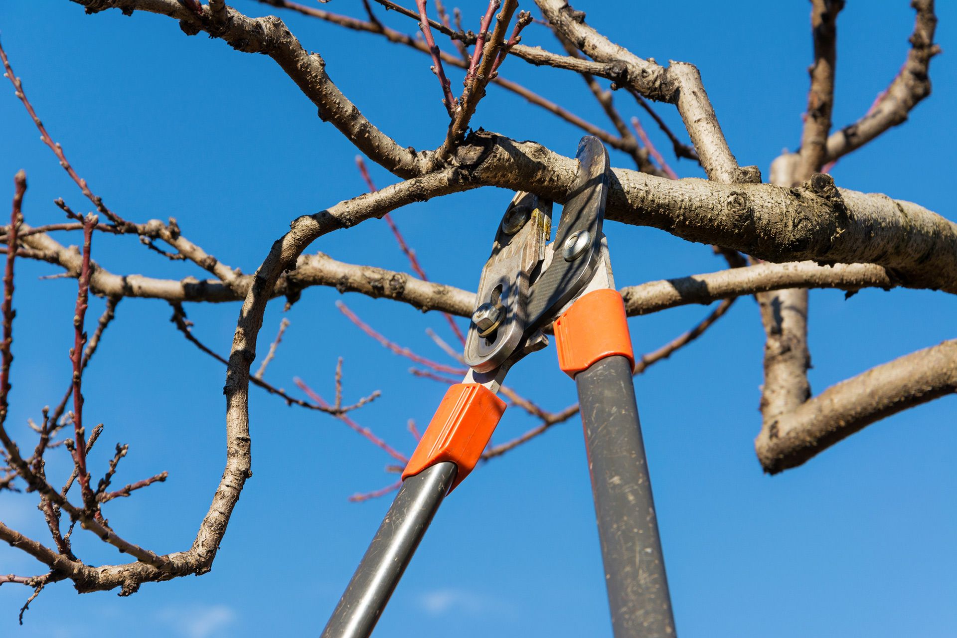 A person is cutting a tree branch with a pair of scissors