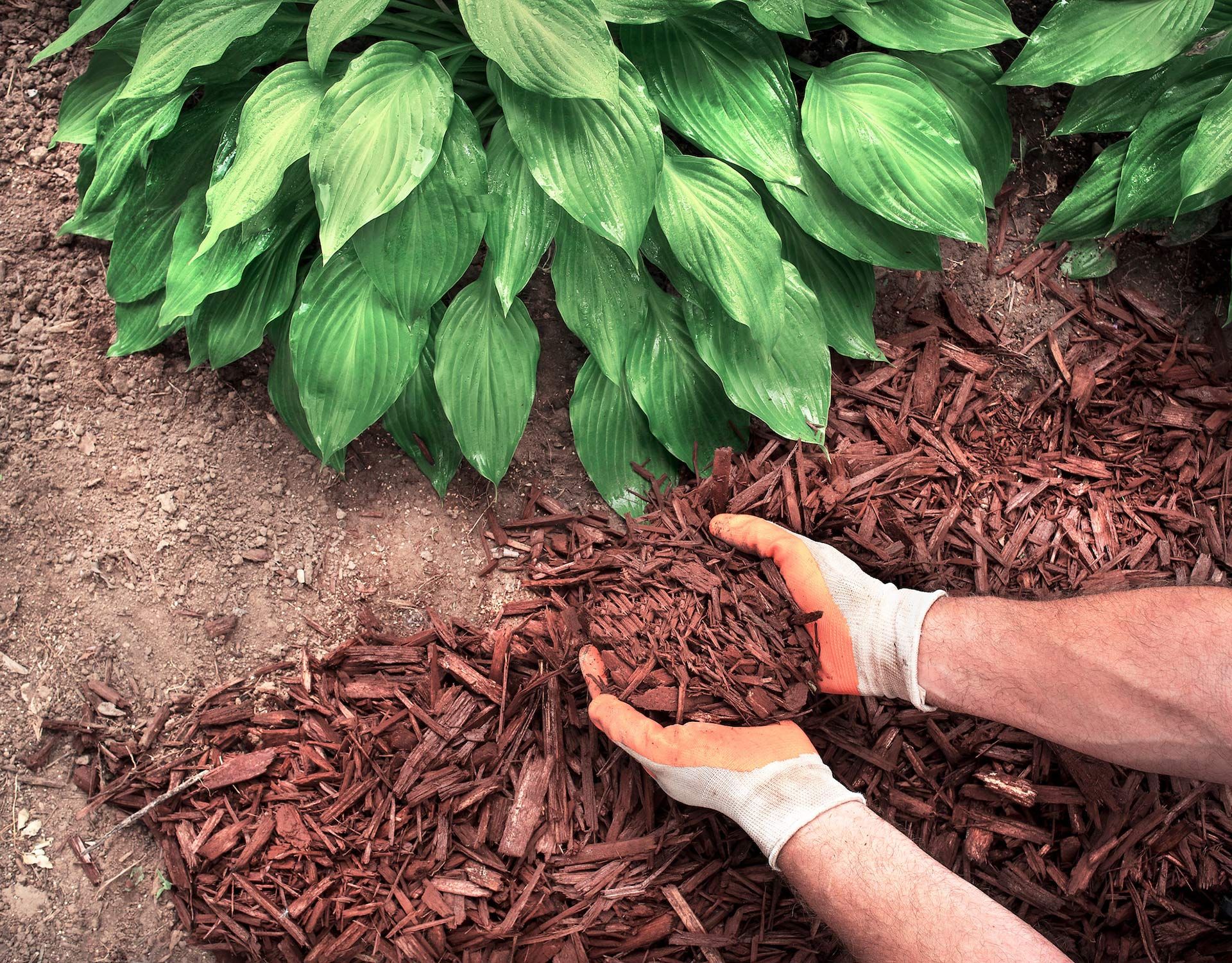 A person is holding a pile of mulch in their hands