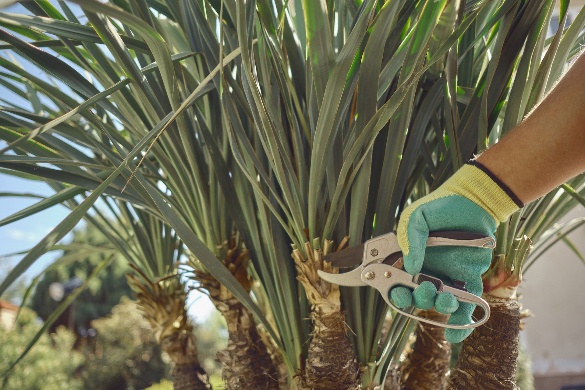 A person is cutting a palm tree with a pair of scissors