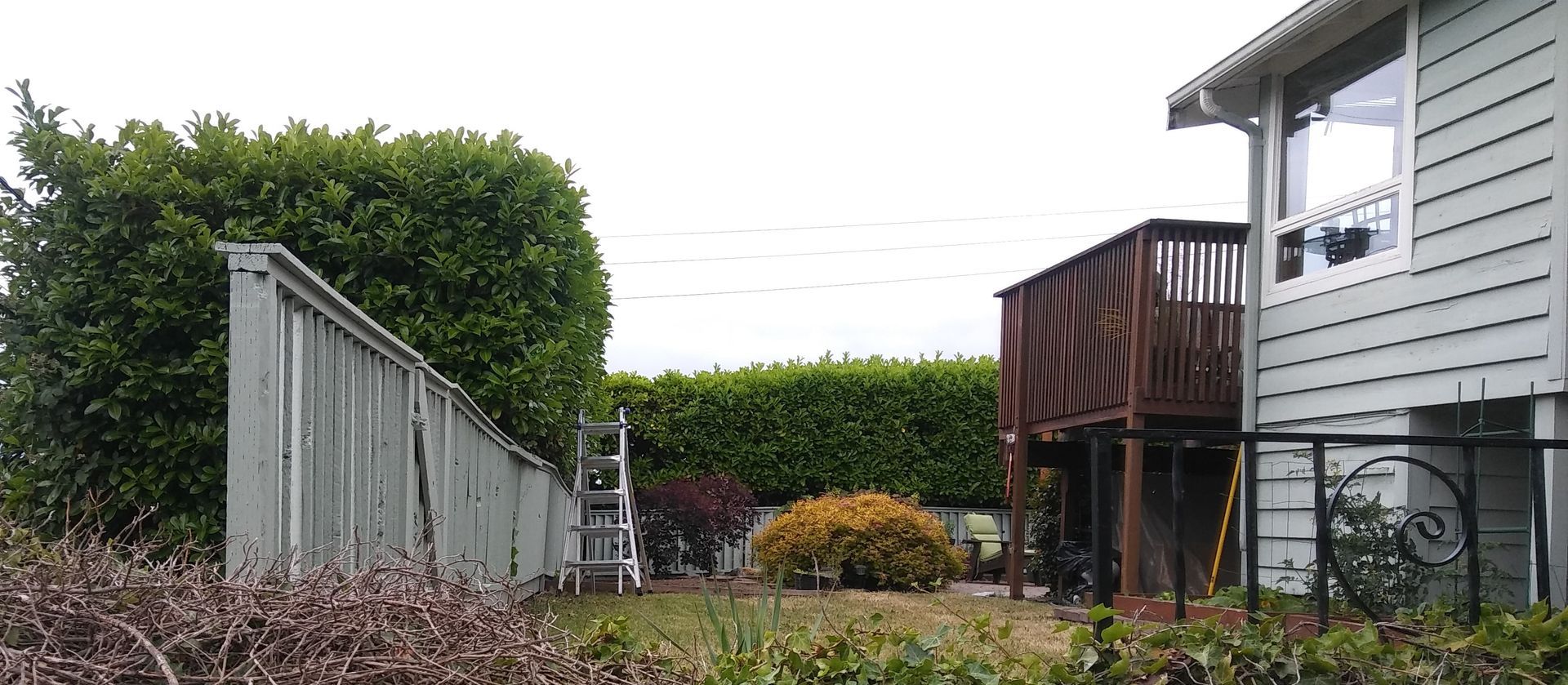 Backyard with hedge, wooden fence, ladder, and house deck beside overgrown shrubs