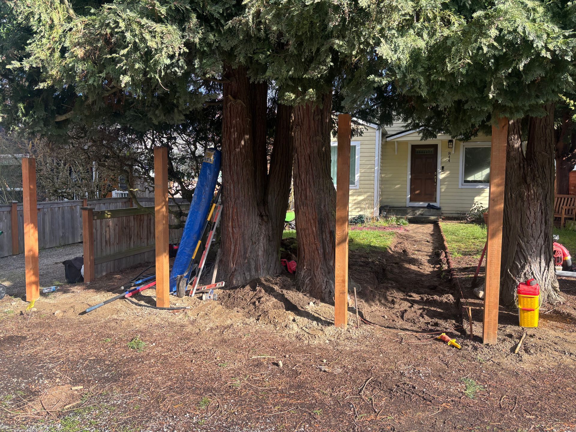 Two large trees in a yard with a blue ladder, orange posts, and a yellow bucket near a house