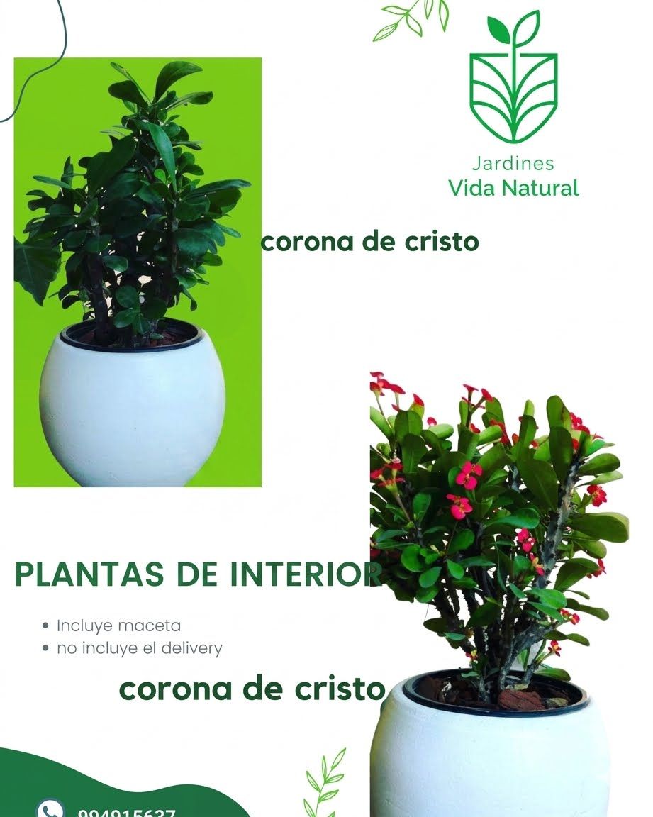Collage de plantas de interior “corona de cristo” en maceta blanca, con flores rojas y etiqueta “Jardín Vida Natural”