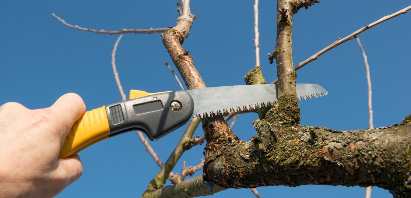 Tree Cutting, Tree Cutting Near Me, Garsfontein, Pretoria