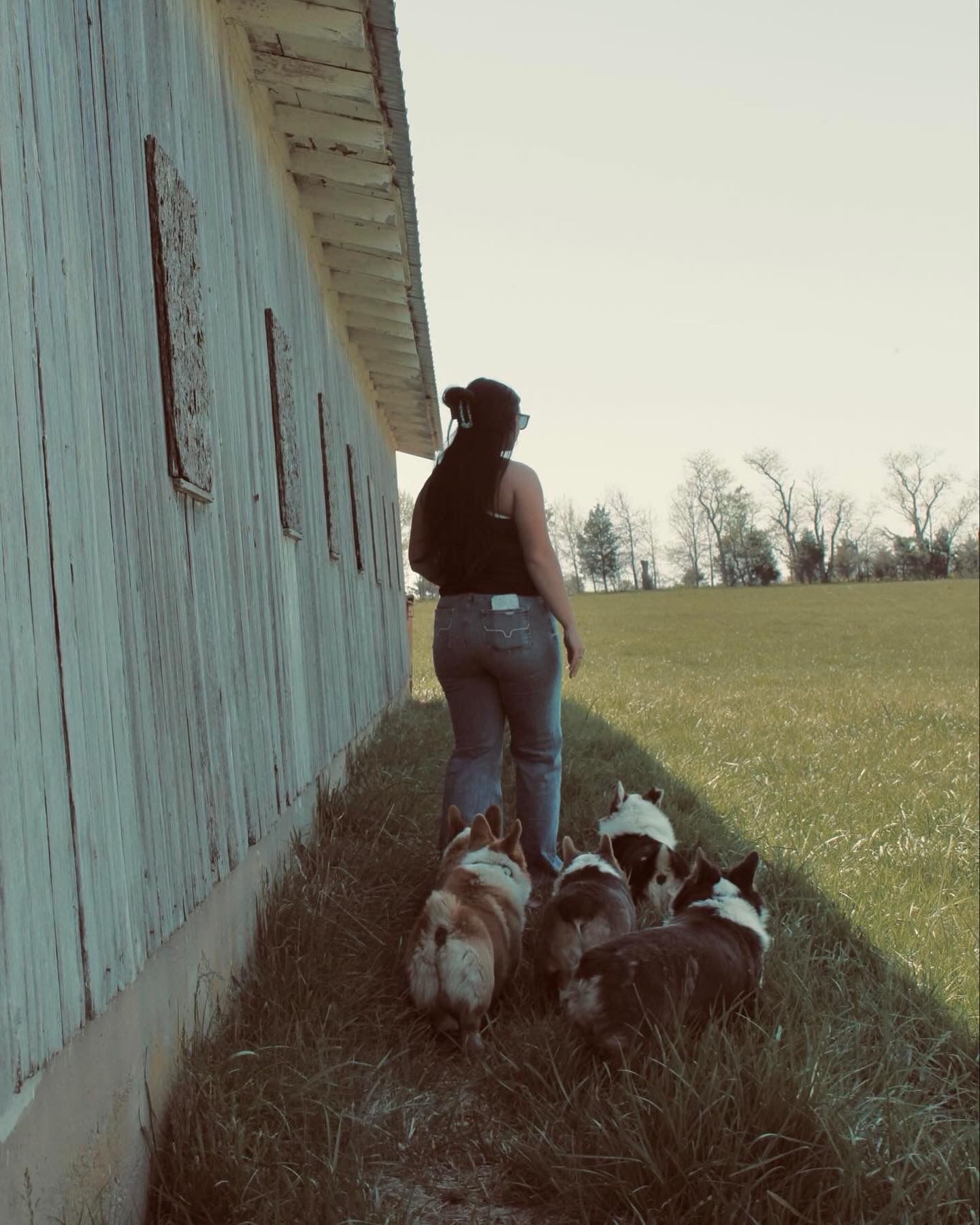 Corgi's at Home 
