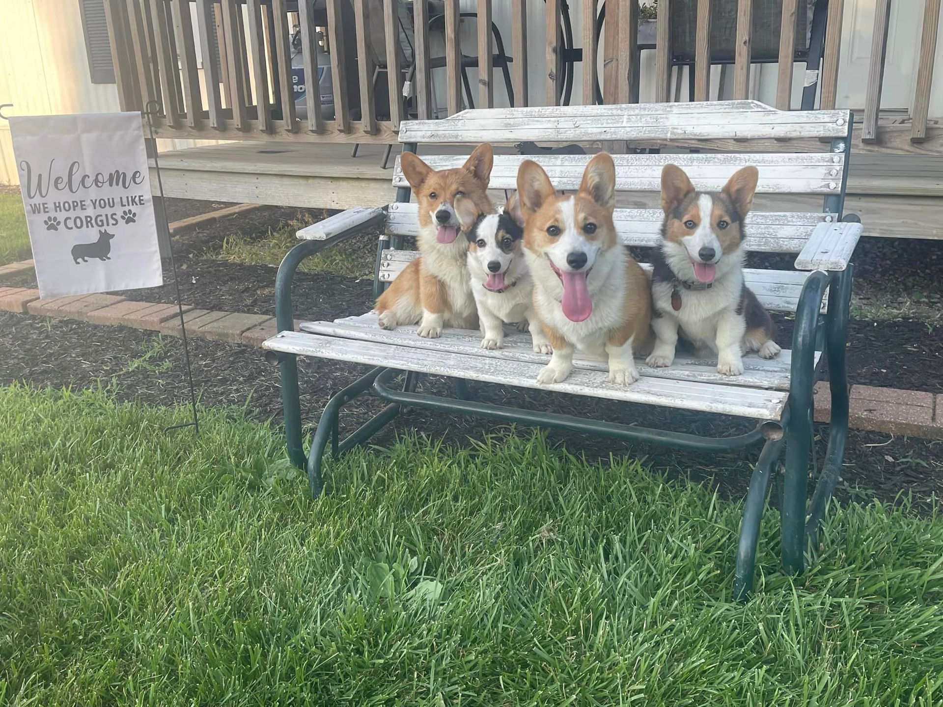all dogs