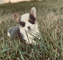 puppies