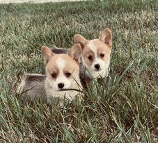 puppies